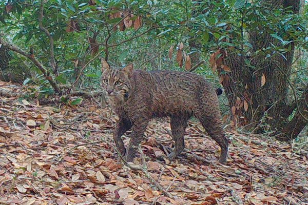 Wildlife Files: Bobcats - elegantislandliving.net