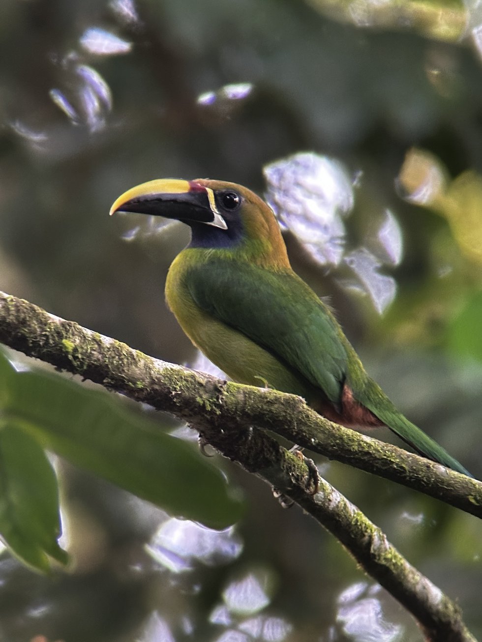 emerald toucanet.jpg