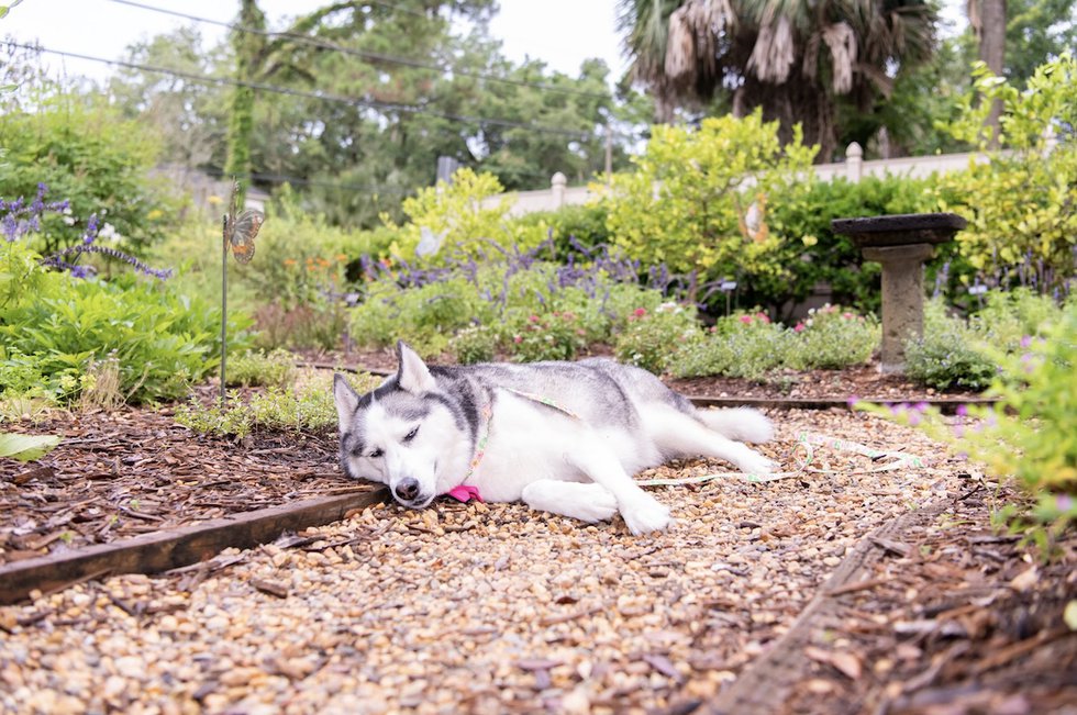 Butterfly Garden nap.jpg