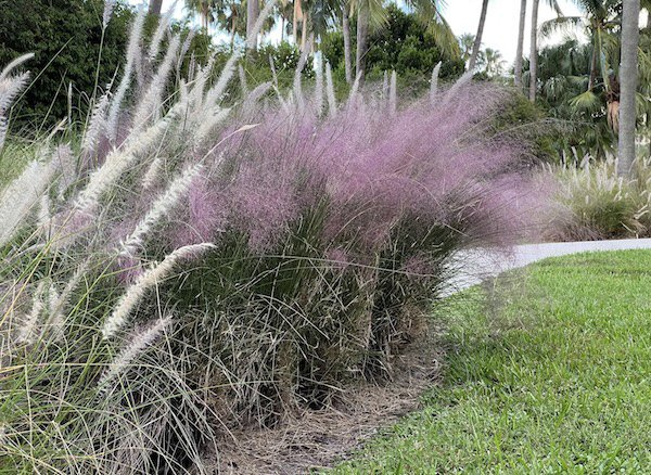 ornamental grasses copy.jpg