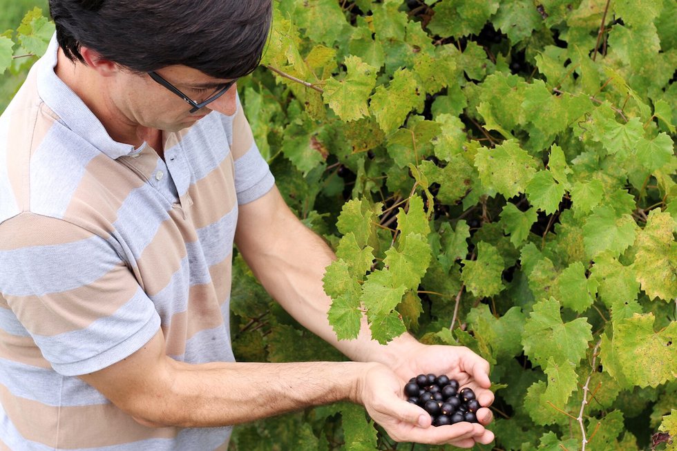 chris paulk holding muscadines copy.jpg