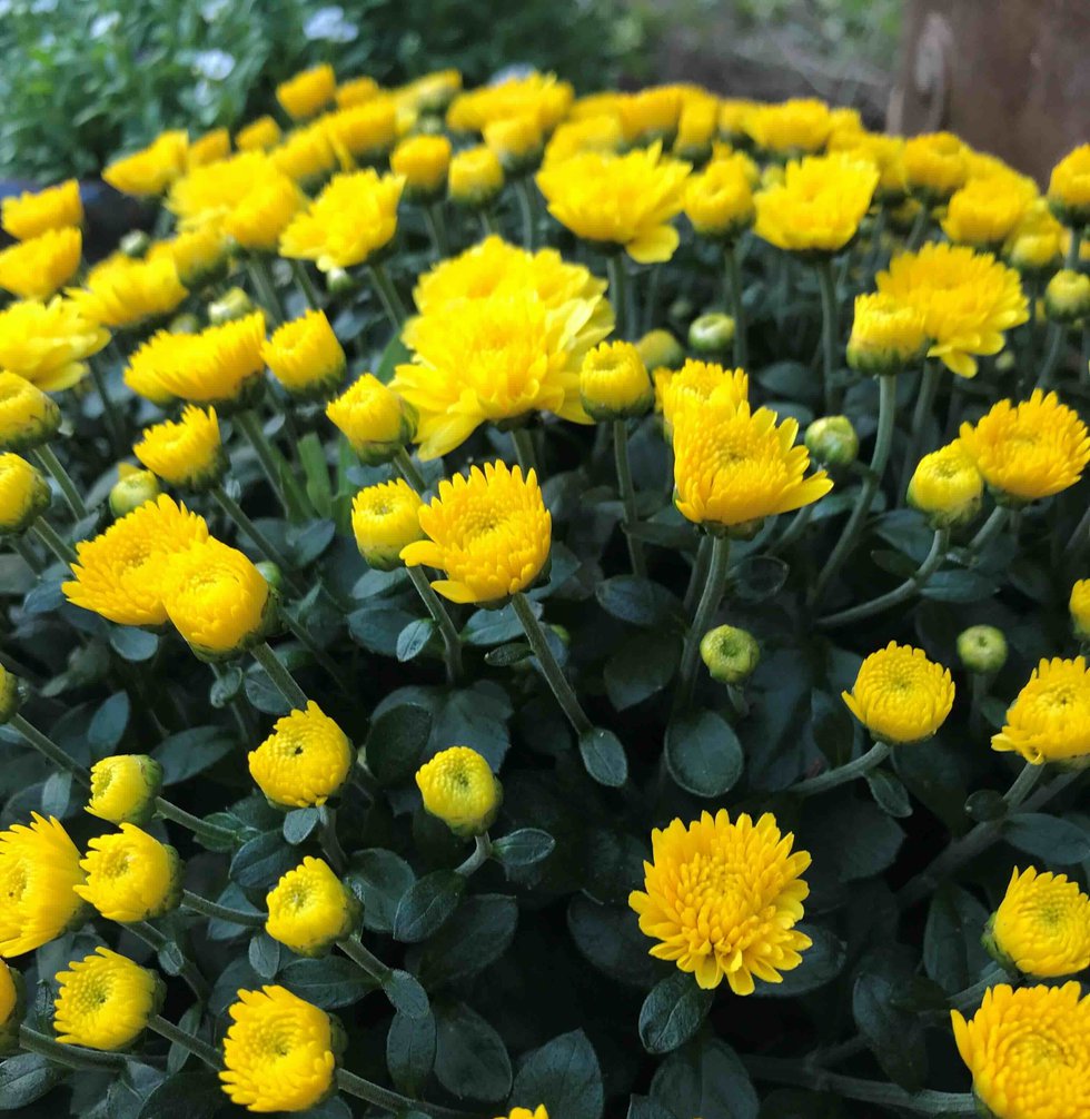 Yellow Mums.jpeg