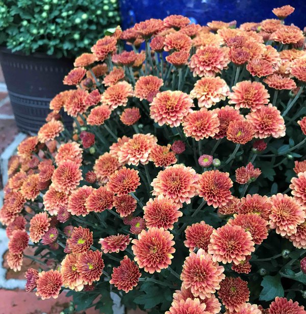 Orange Mums.jpeg