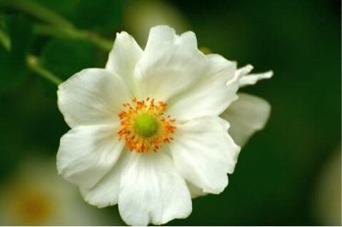 White Japanese Anemone.jpeg