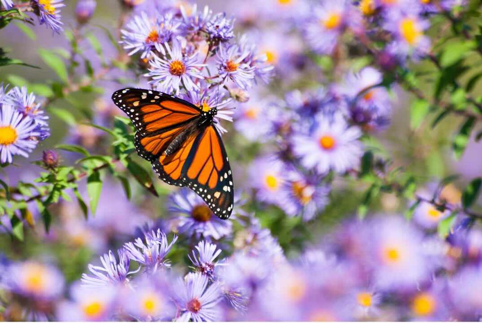 Butterfly on Aster.jpg