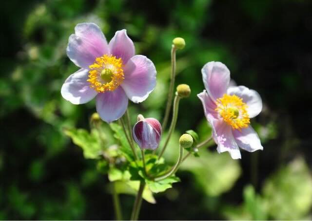 Japanese Anemone.jpeg