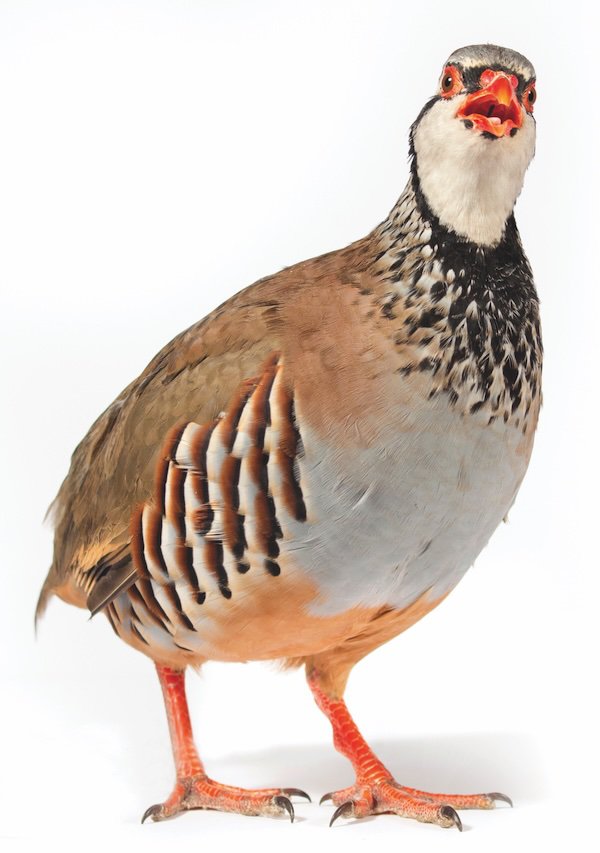 puzzled partridge.jpeg