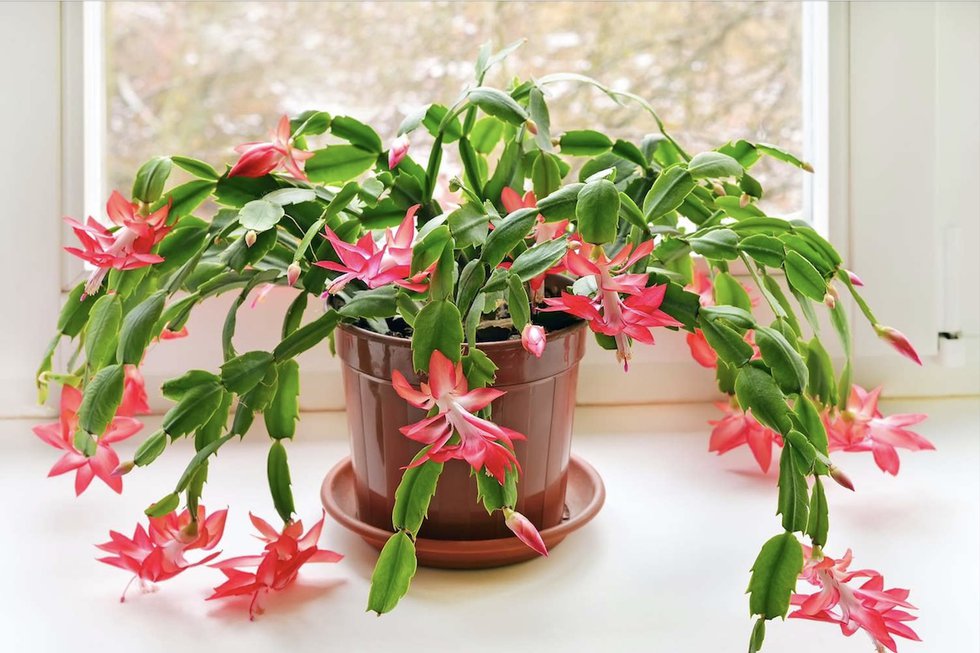 Christmas Cactus.jpg