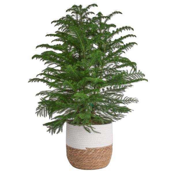 norfolk island pine copy.jpg