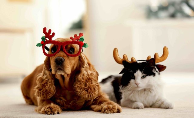 pets ready for christmas.jpeg